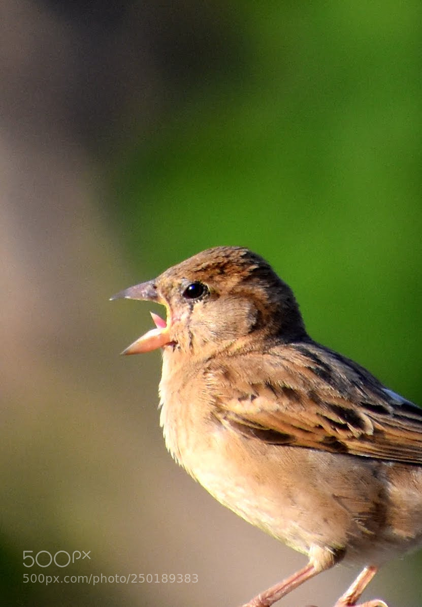 Nikon D7200 sample photo. Sparrow photography