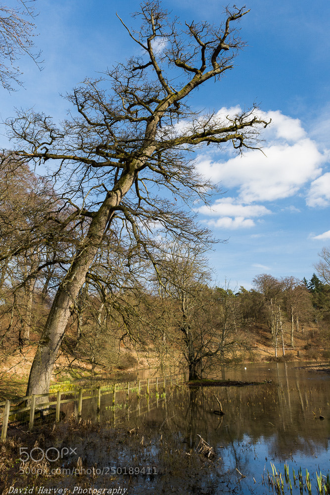 Nikon D7200 sample photo. Walk alongside the lake photography