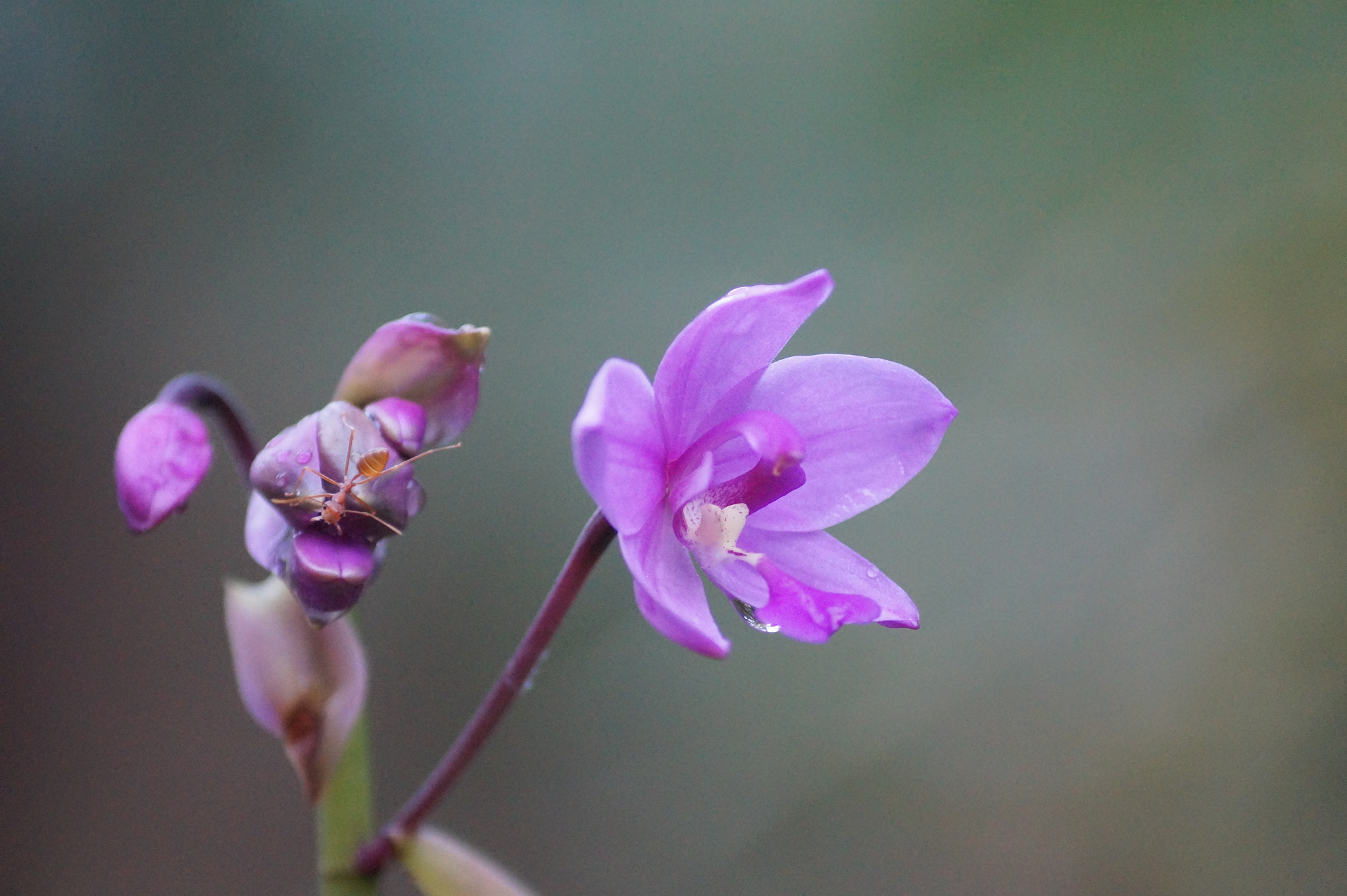 Sony DT 55-200mm F4-5.6 SAM sample photo. Flower in the summer rain photography