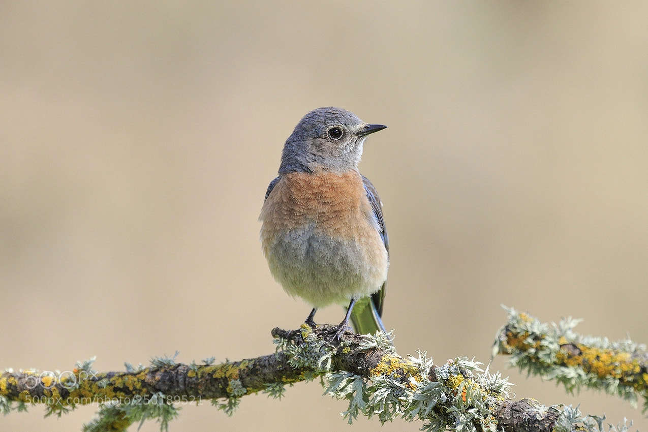 Canon EOS 7D Mark II sample photo. Western bluebird photography