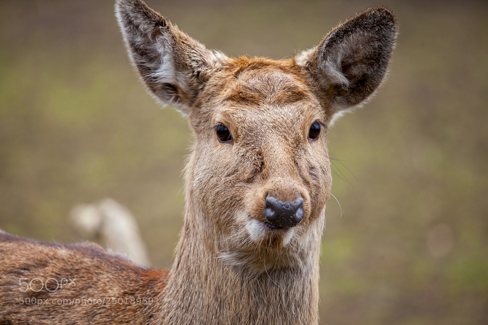 Canon EOS 5D Mark II sample photo. Dybowski deer stands in photography