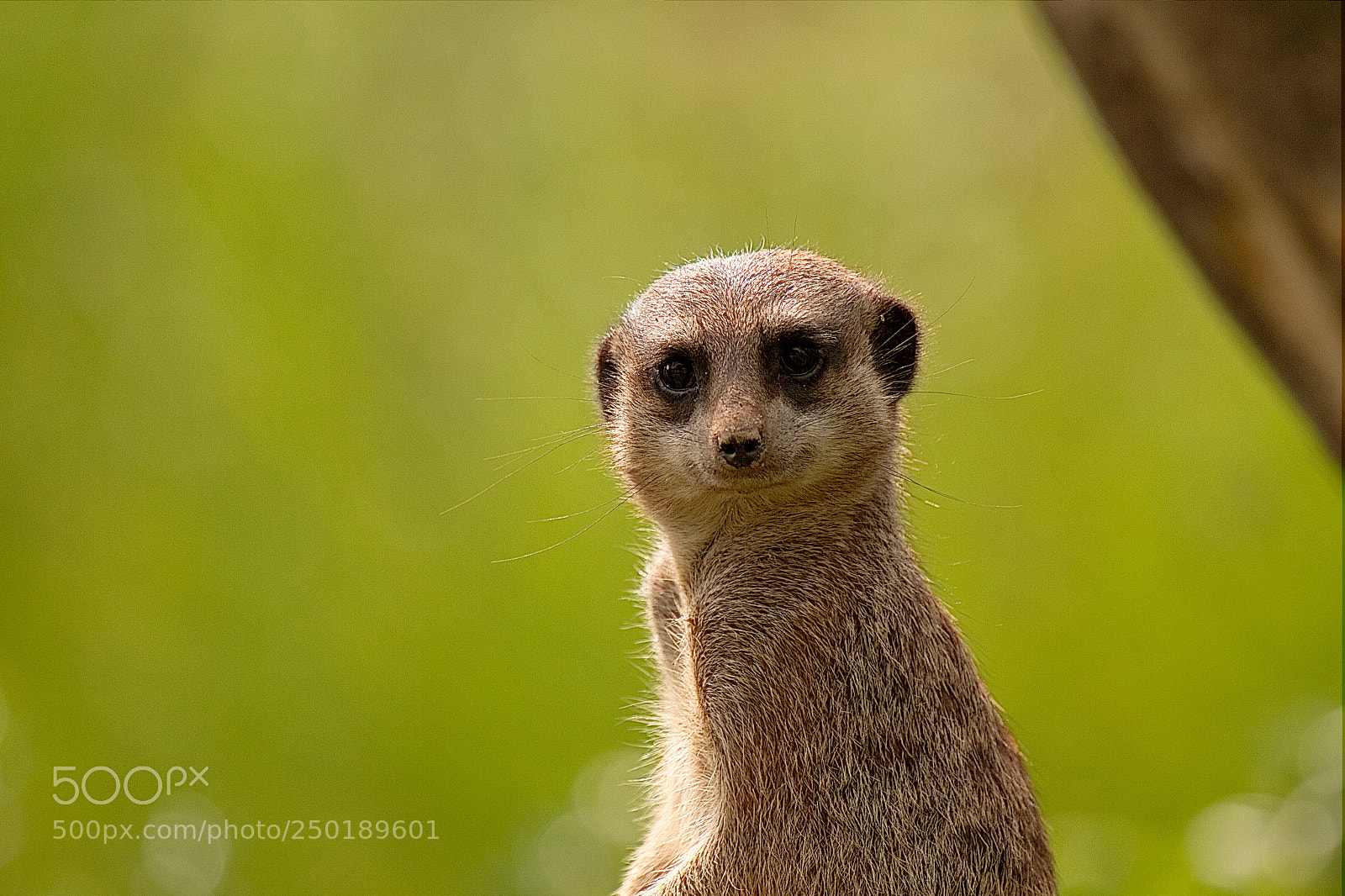 Canon EOS 7D sample photo. Meerkat photography