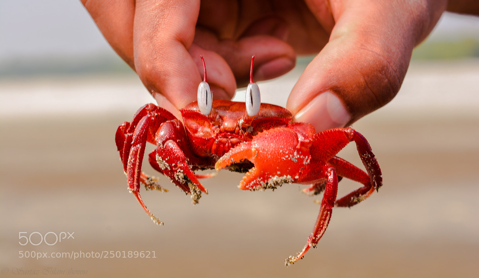 Nikon D7100 sample photo. Mr. krabs photography