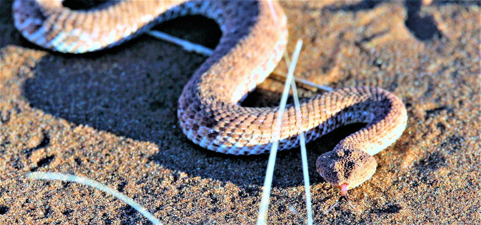 Canon EOS 5D Mark II sample photo. Sidewinder encounter photography