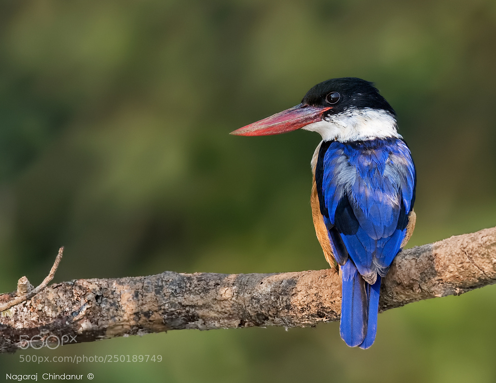 Nikon D5 sample photo. Black-capped kingfisher photography