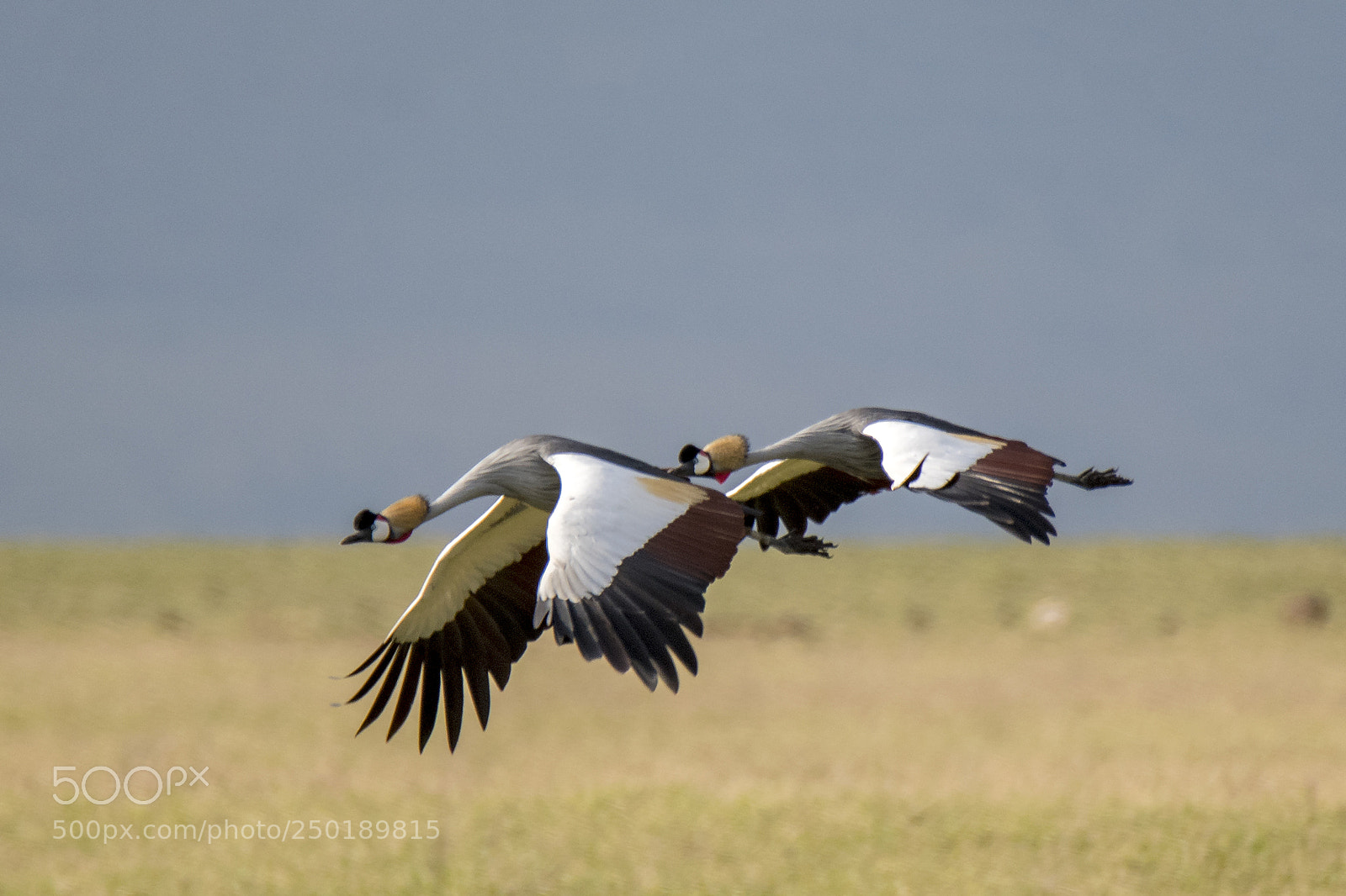 Nikon D500 sample photo. Ngorongoro crested cranes flight photography