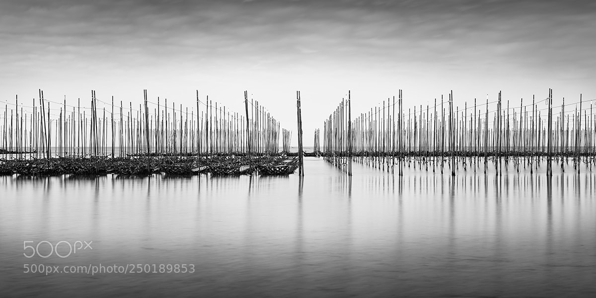 Nikon D810 sample photo. Seaweed farm 2 - chitahanto photography