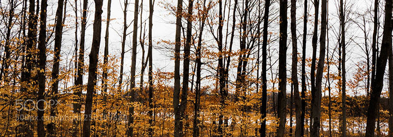 Olympus OM-D E-M1 Mark II sample photo. Winter leaves photography