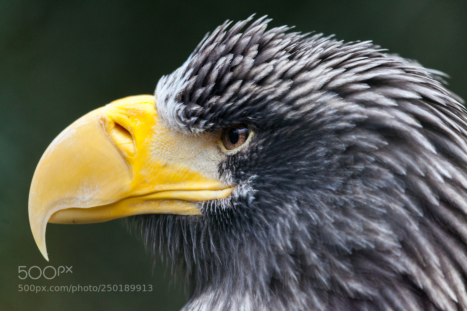 Canon EOS 5D Mark II sample photo. A portrait of a photography