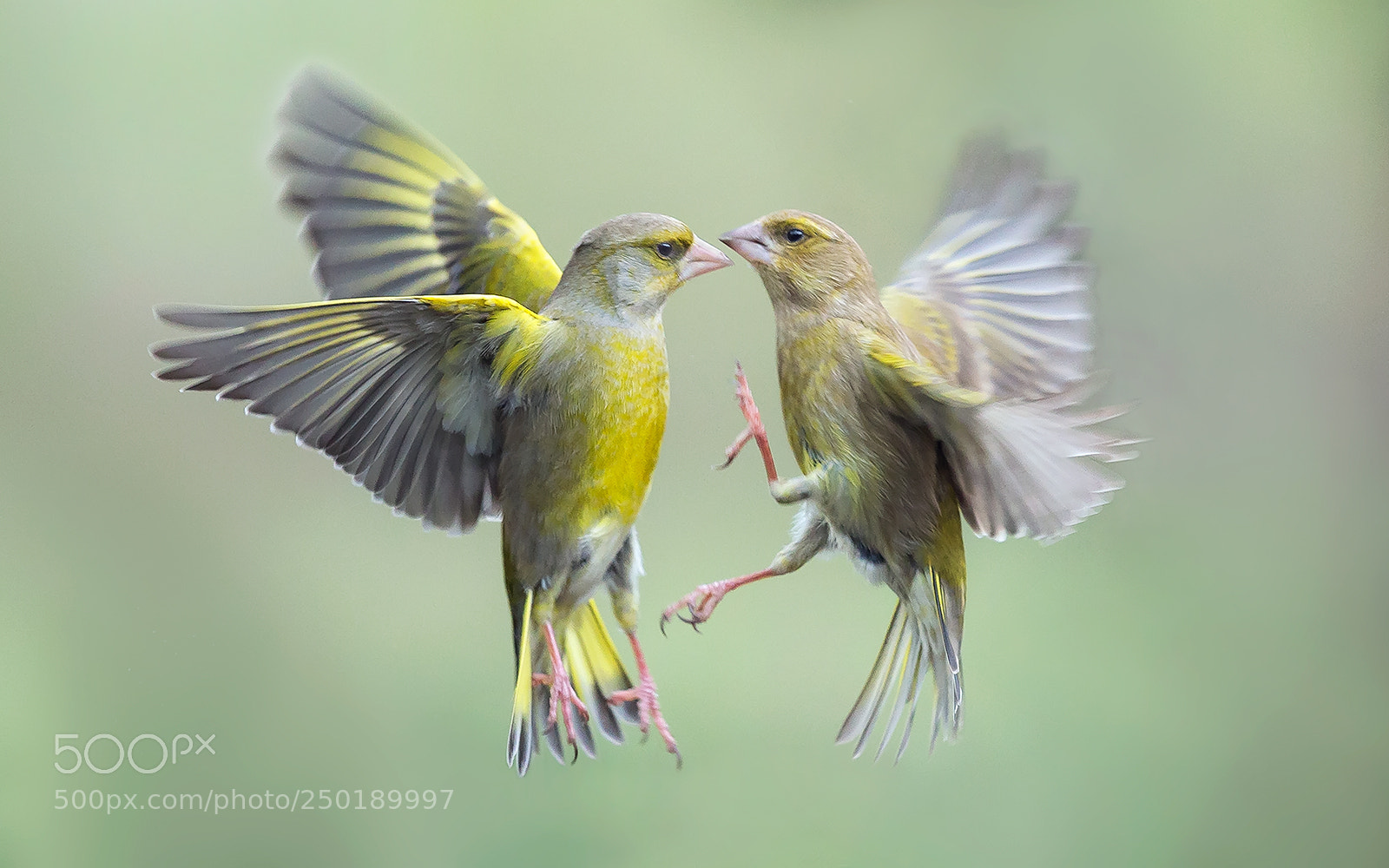 Canon EOS-1D X sample photo. Fighting greenfinches photography