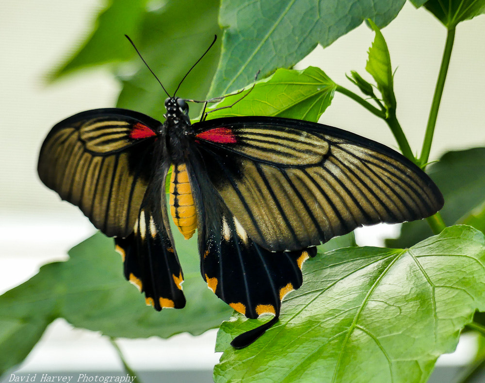 Panasonic DMC-FZ330 sample photo. Butterfly photography