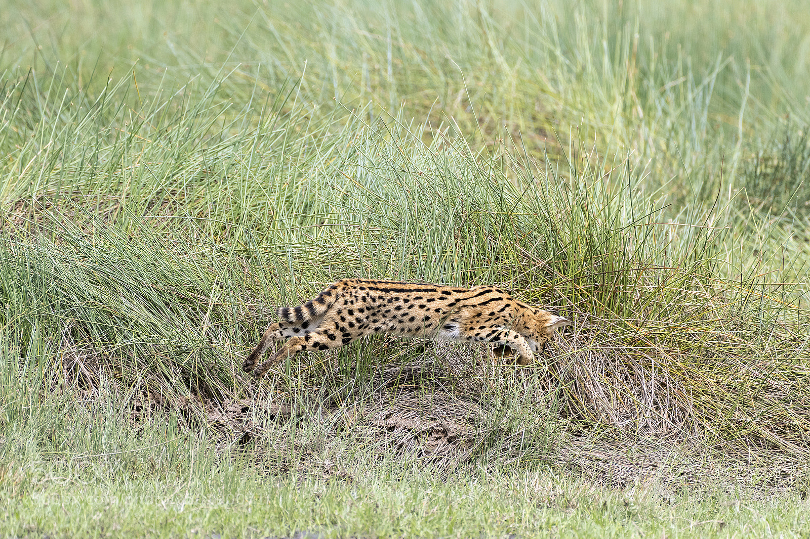 Nikon D810 sample photo. Airborne serval cat in photography
