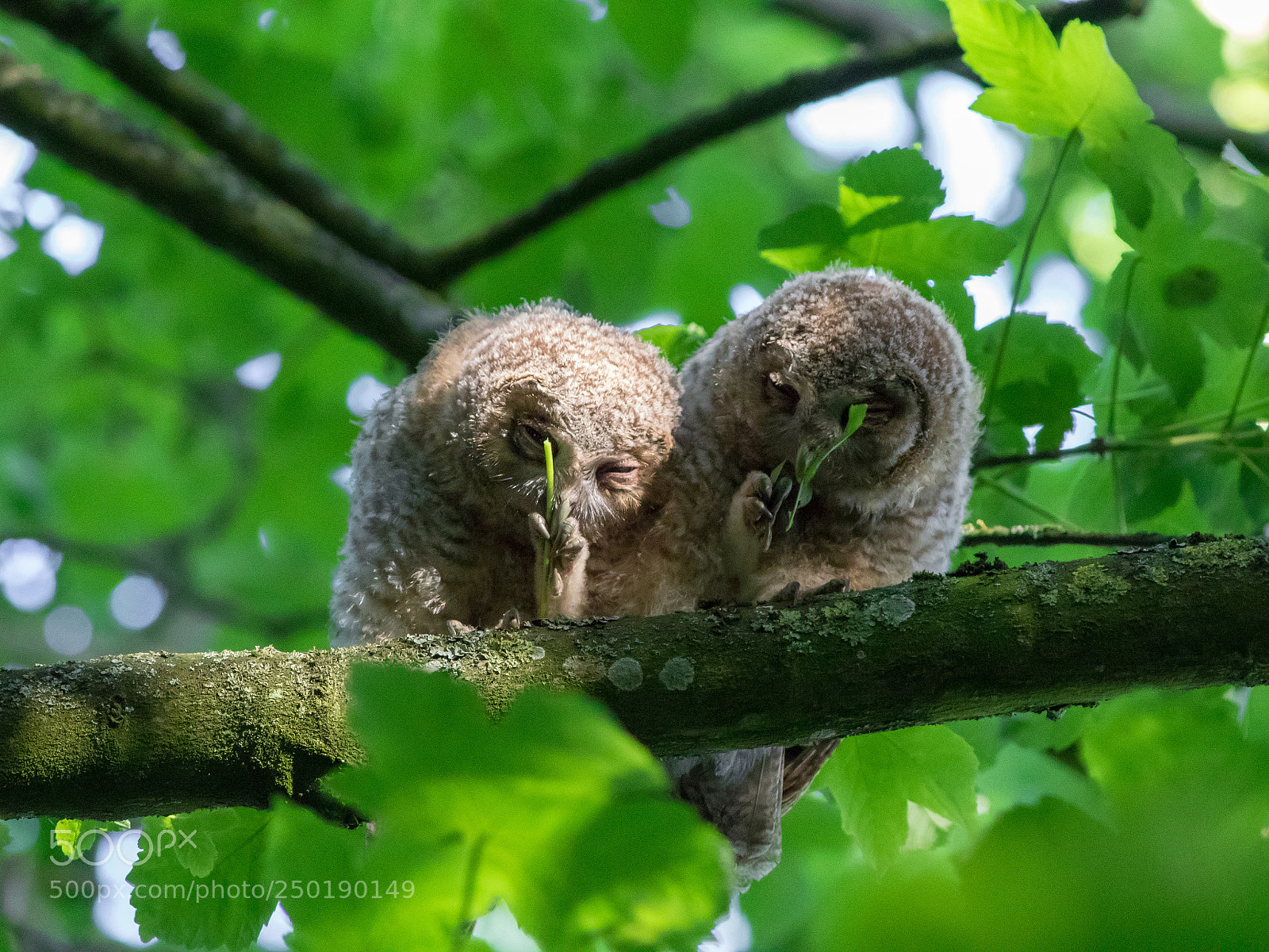 Canon EOS 7D Mark II sample photo. Tawny owl "strix aluco" photography