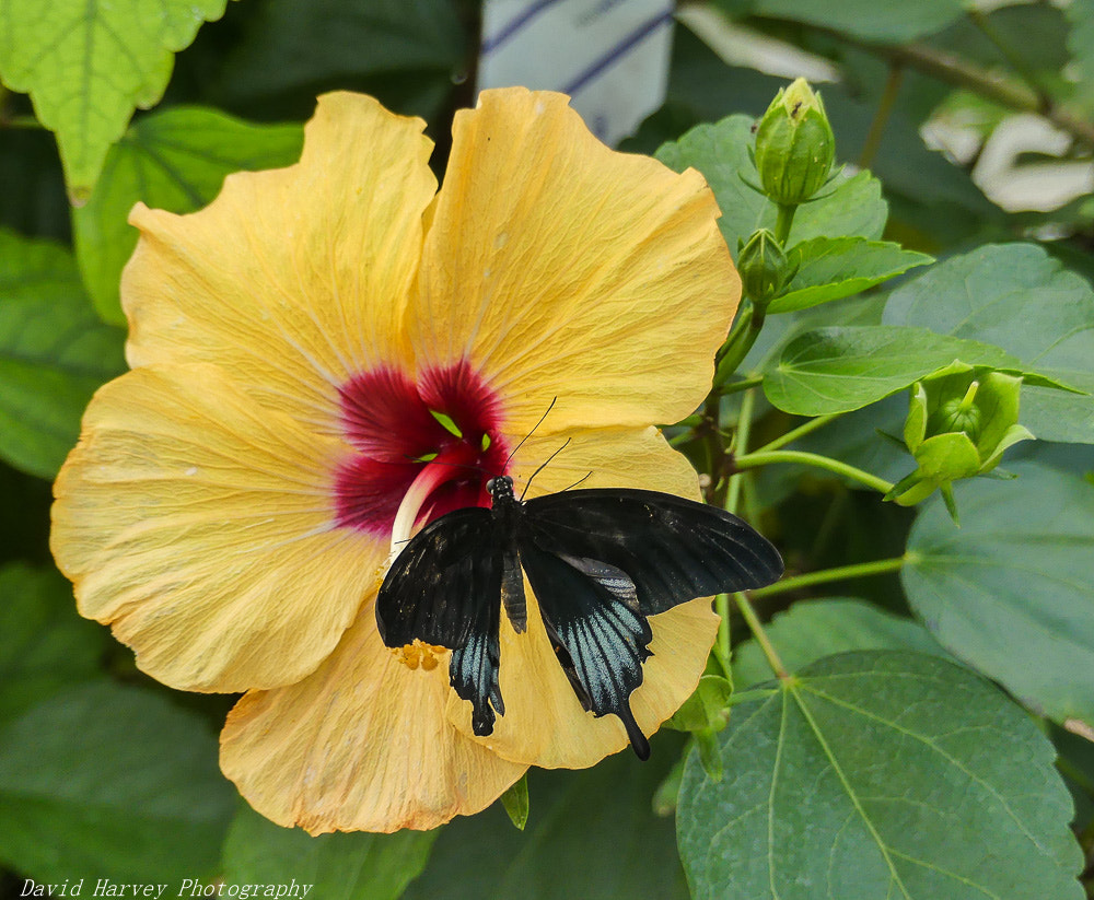 Panasonic DMC-FZ330 sample photo. Taking nectar from the flower photography