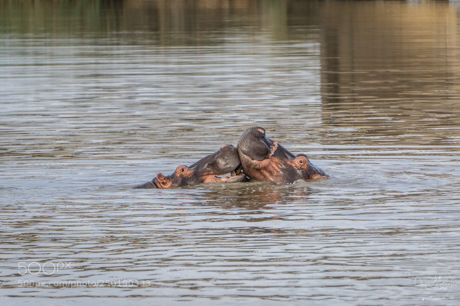 Sony a6000 sample photo. Hippo kiss photography