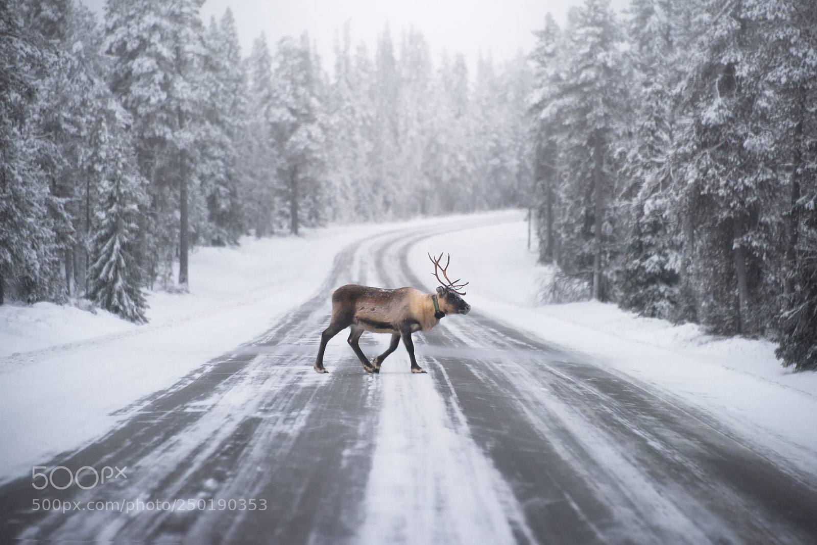 Nikon D810 sample photo. Roadblock photography