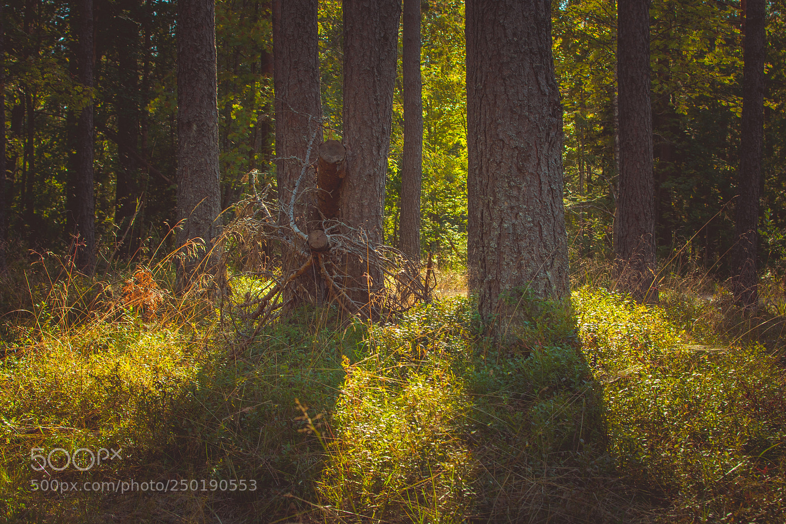 Nikon D5200 sample photo. Magic light photography