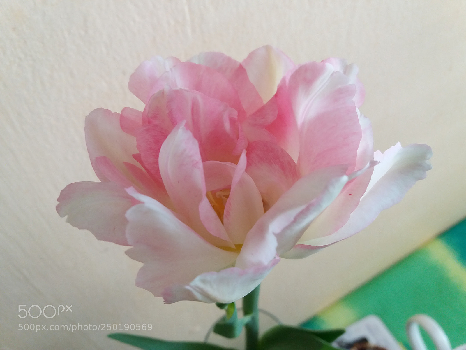Samsung Galaxy J5(2016) sample photo. Flower photography