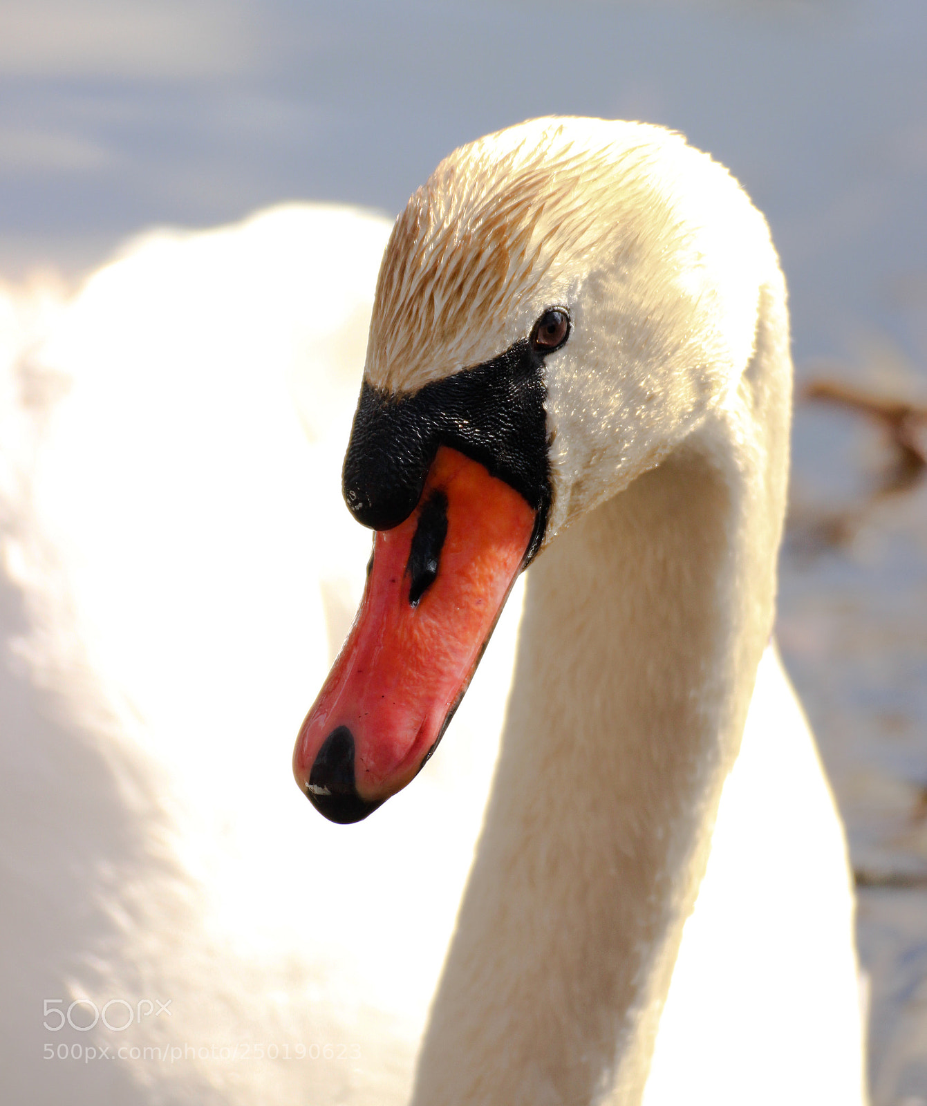 Canon EOS 600D (Rebel EOS T3i / EOS Kiss X5) sample photo. The head of the photography