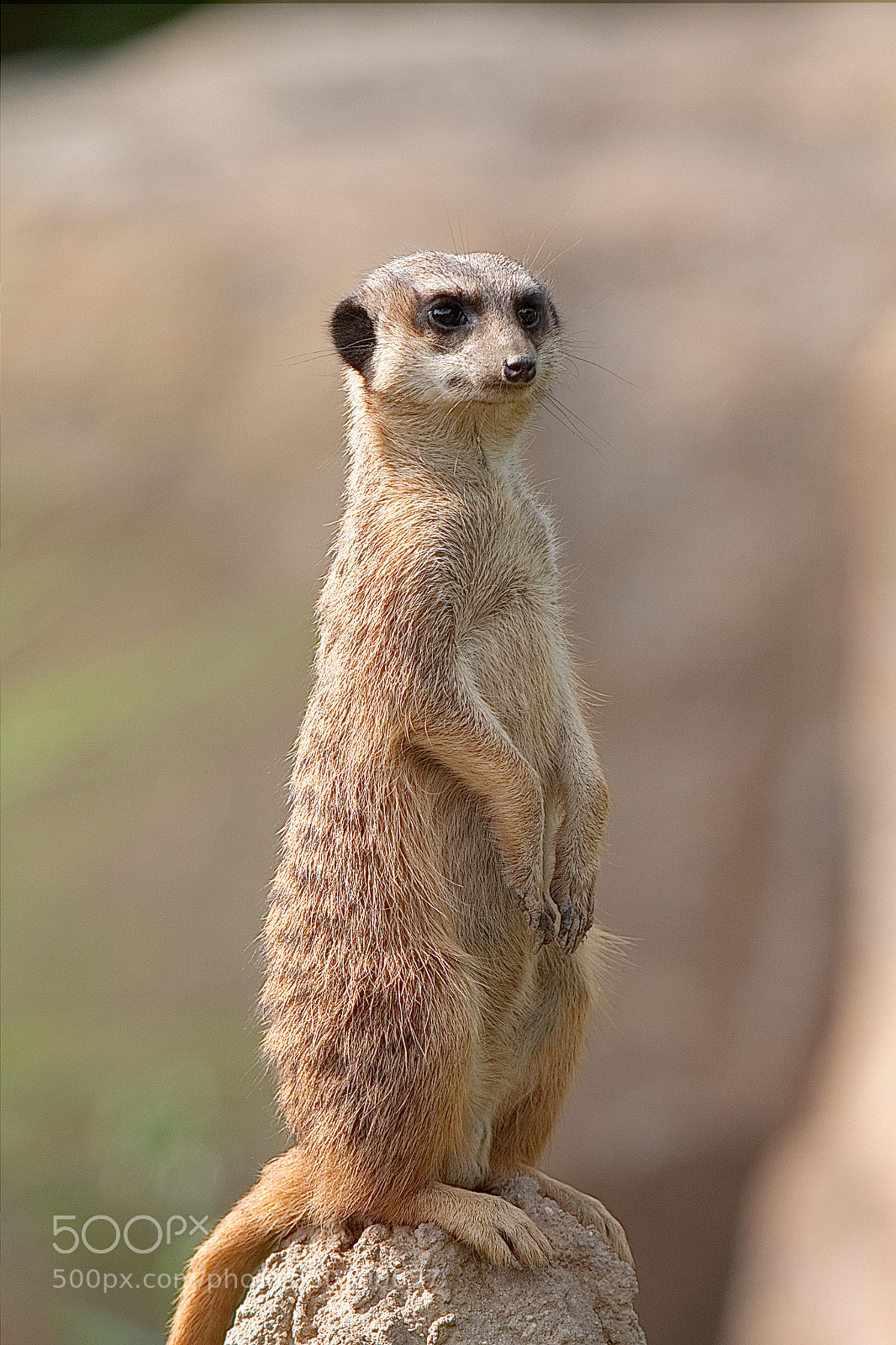 Canon EOS 7D sample photo. A meerkat on guard photography