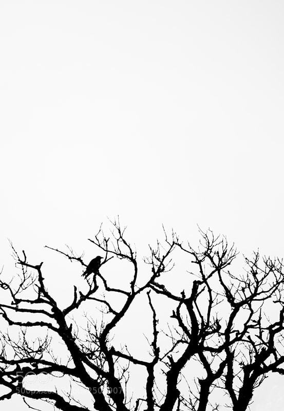 Canon EOS M3 sample photo. Tree and a bird photography