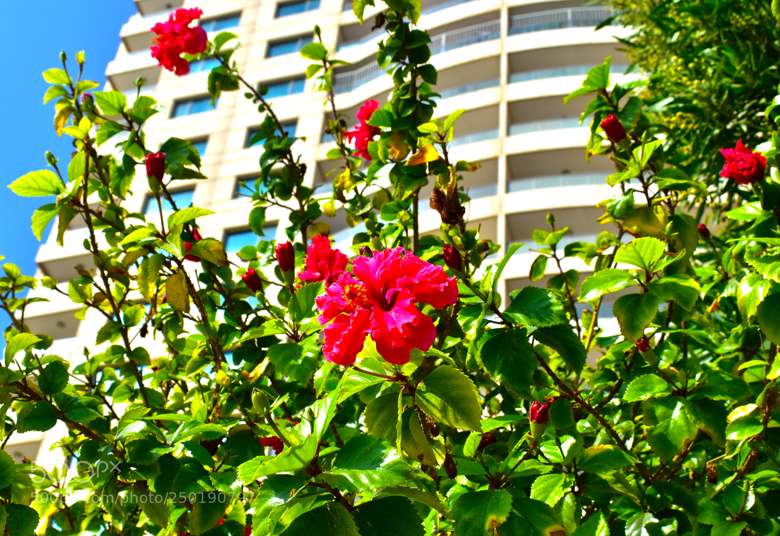 Nikon D5600 sample photo. Цветение photography