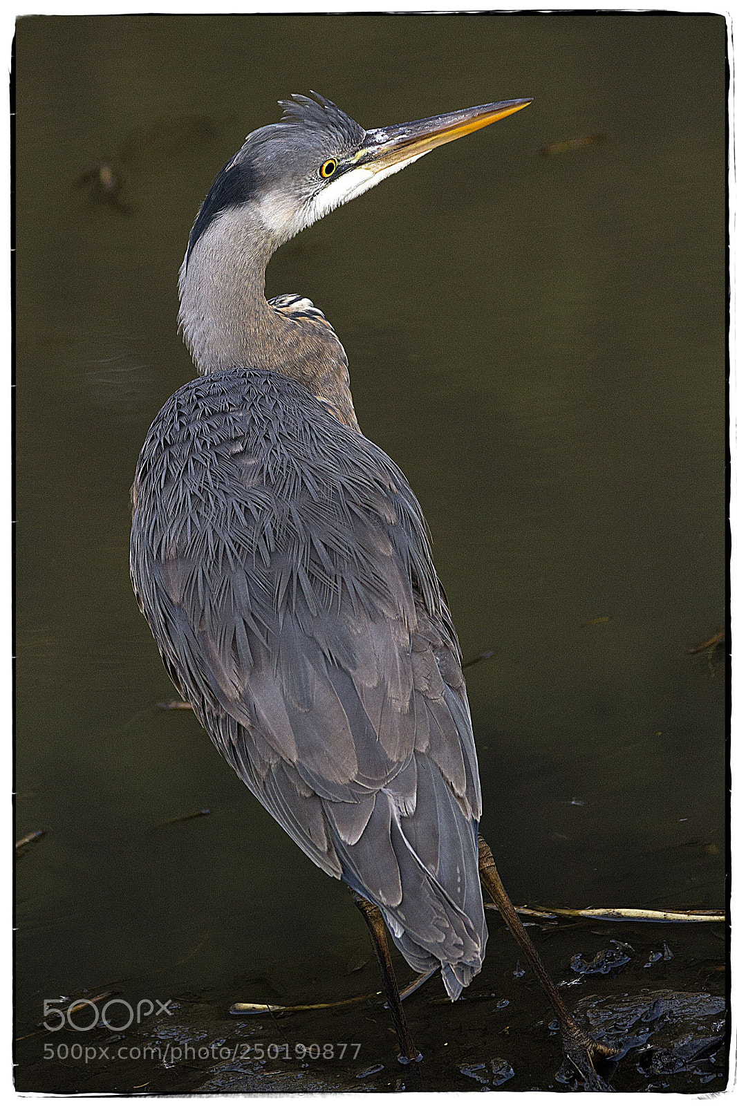 Canon EOS 7D sample photo. Gray heron  photography