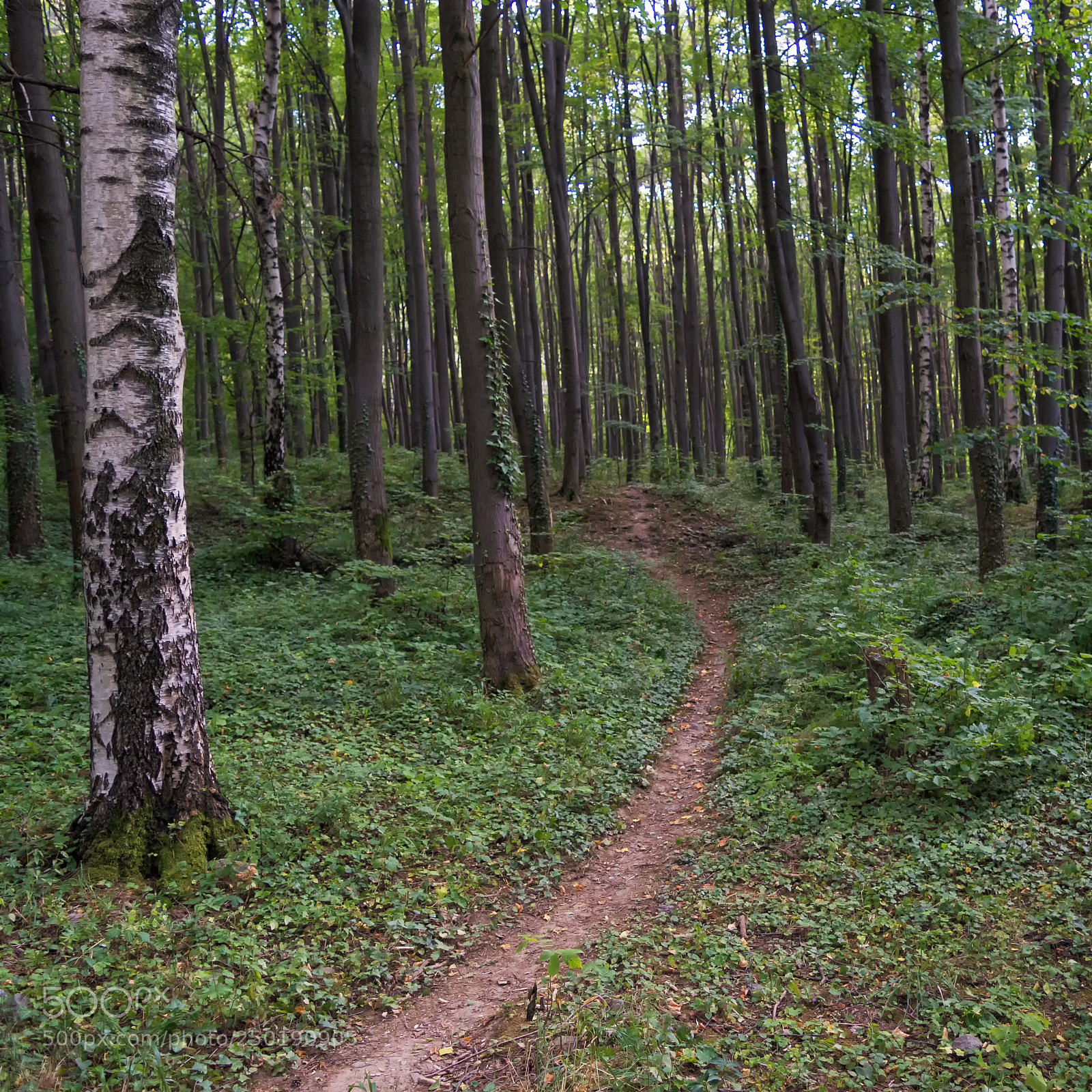 Nikon D3200 sample photo. Path through the magic photography