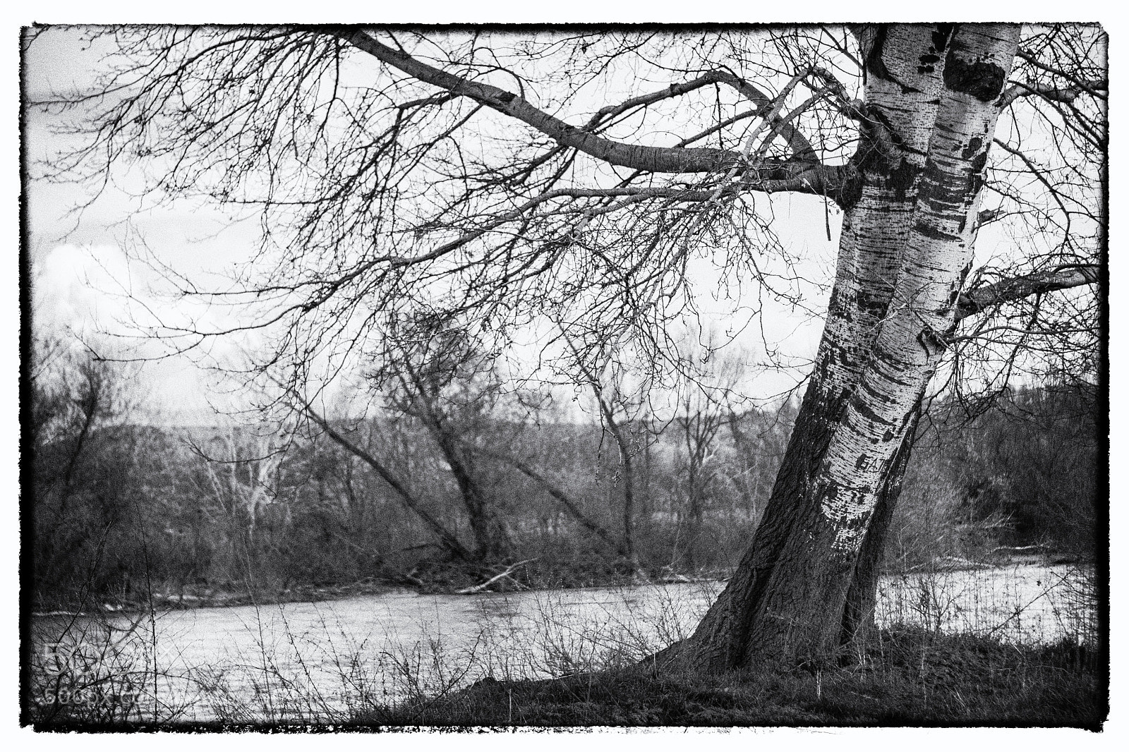 Nikon D3100 sample photo. The tree photography