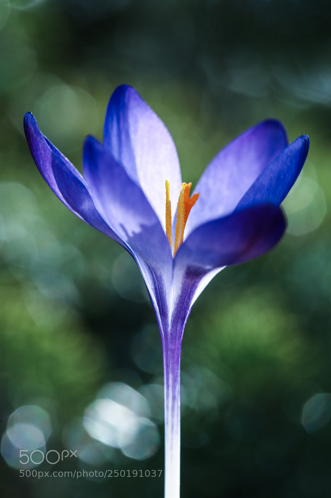 Canon EOS 5D Mark IV sample photo. Smells like spring spirit photography