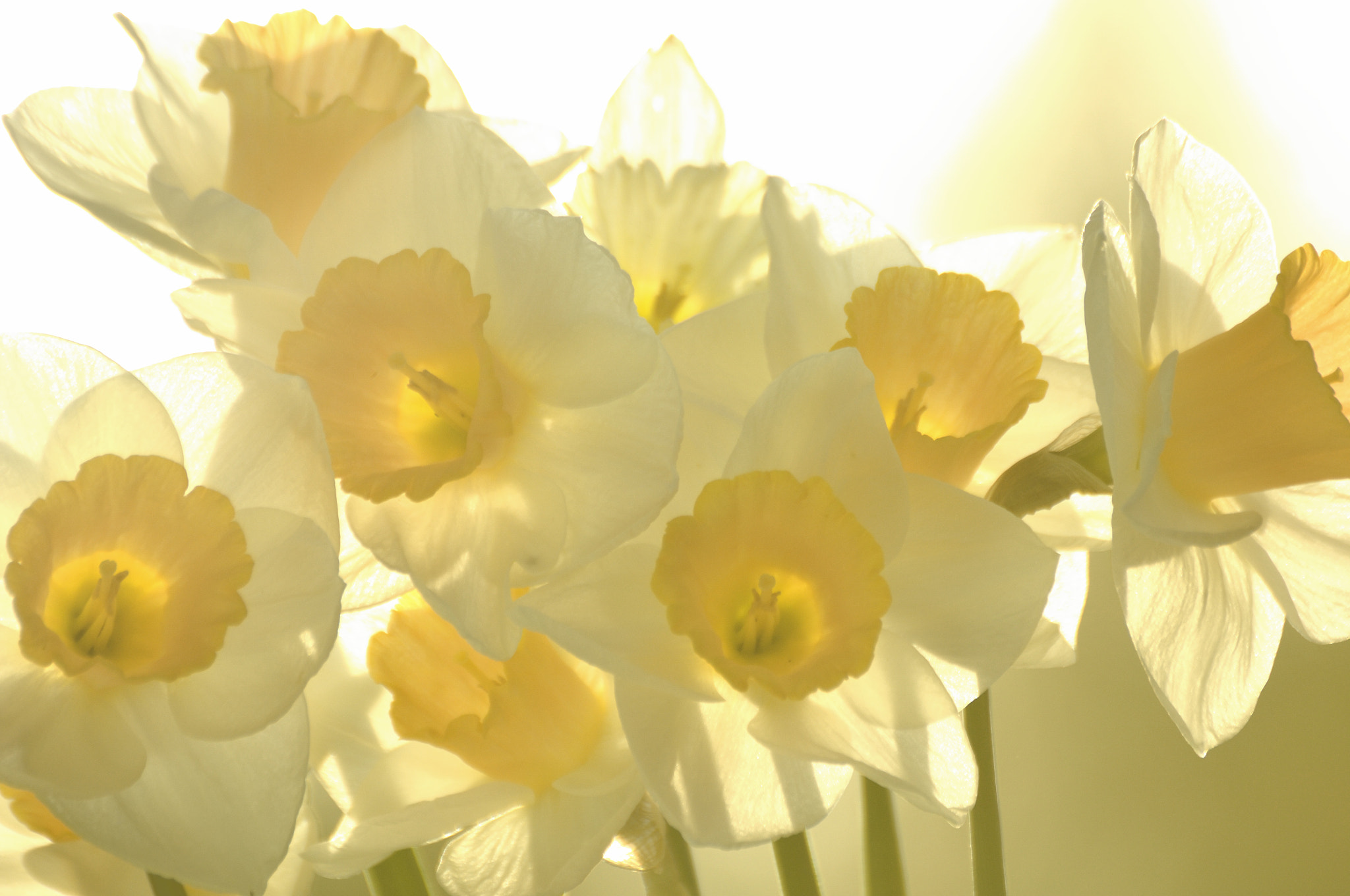 Nikon D2X sample photo. Spring flowers photography