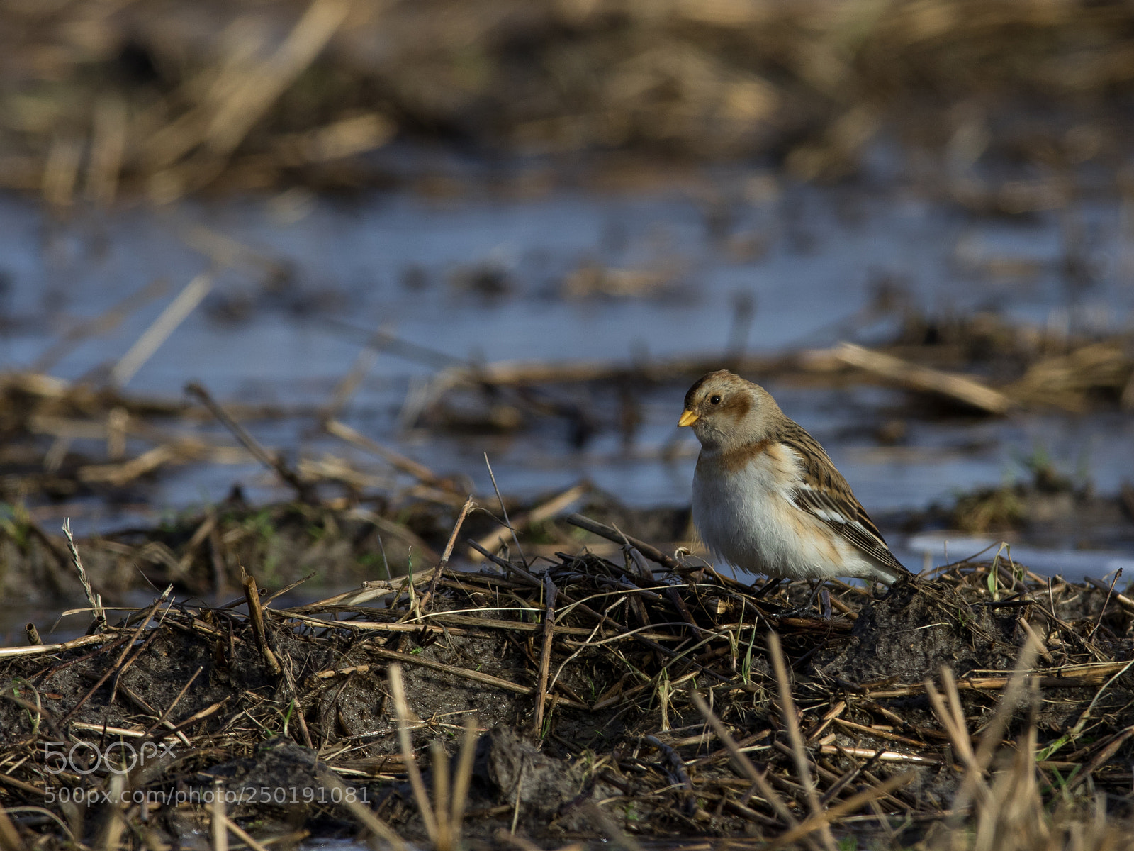 Canon EOS 7D Mark II sample photo. Snow bunting "plectrophenax nivalis" photography