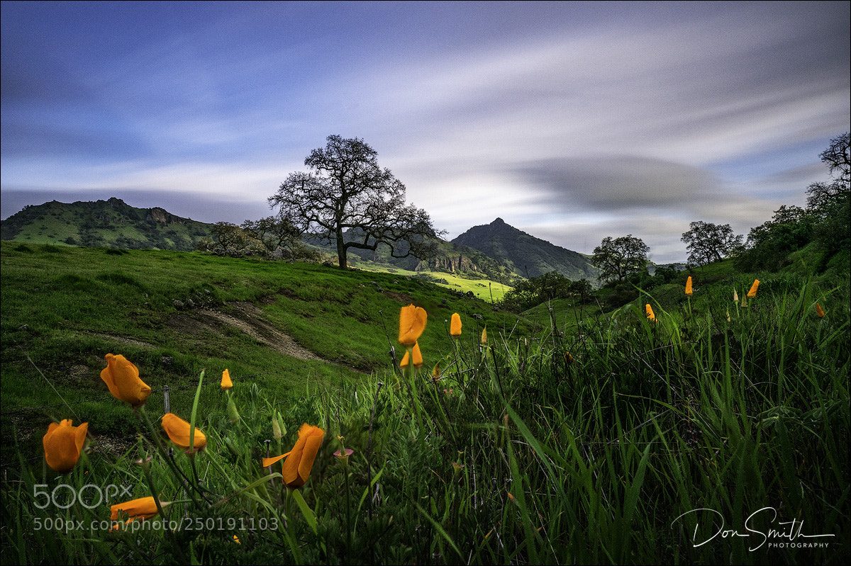 Sony a7R II sample photo. Poppies and santa ana photography