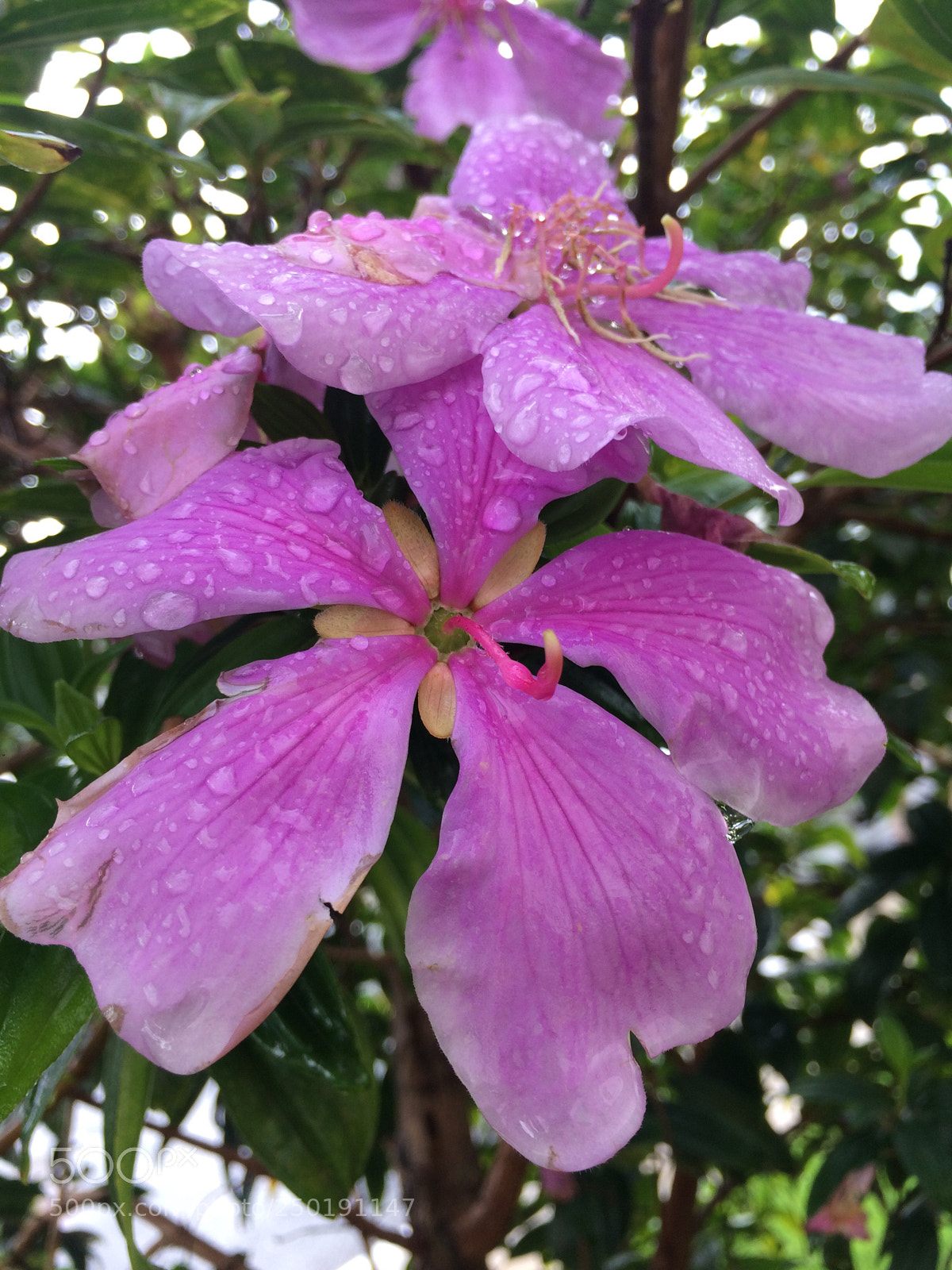 Apple iPhone 5s sample photo. Untitled photography