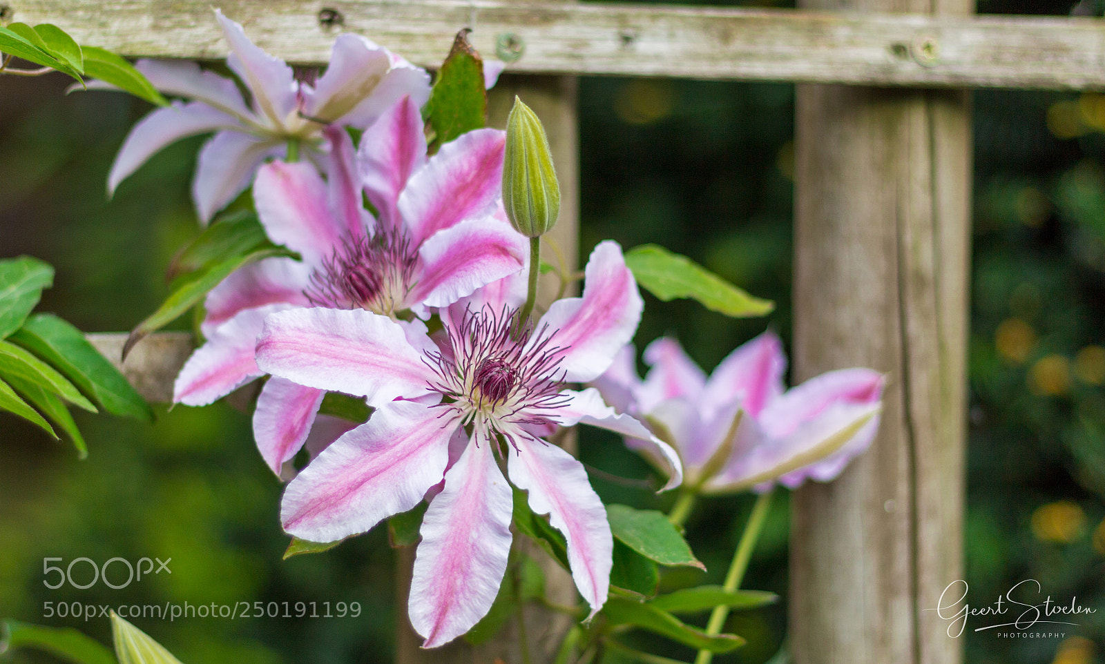 Canon EOS 60D sample photo. Garden in spring photography