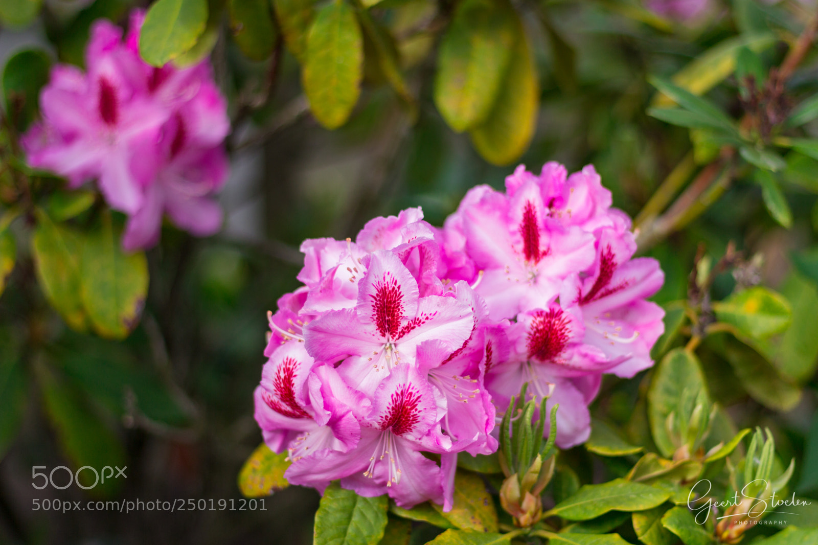 Canon EOS 60D sample photo. Garden in spring photography