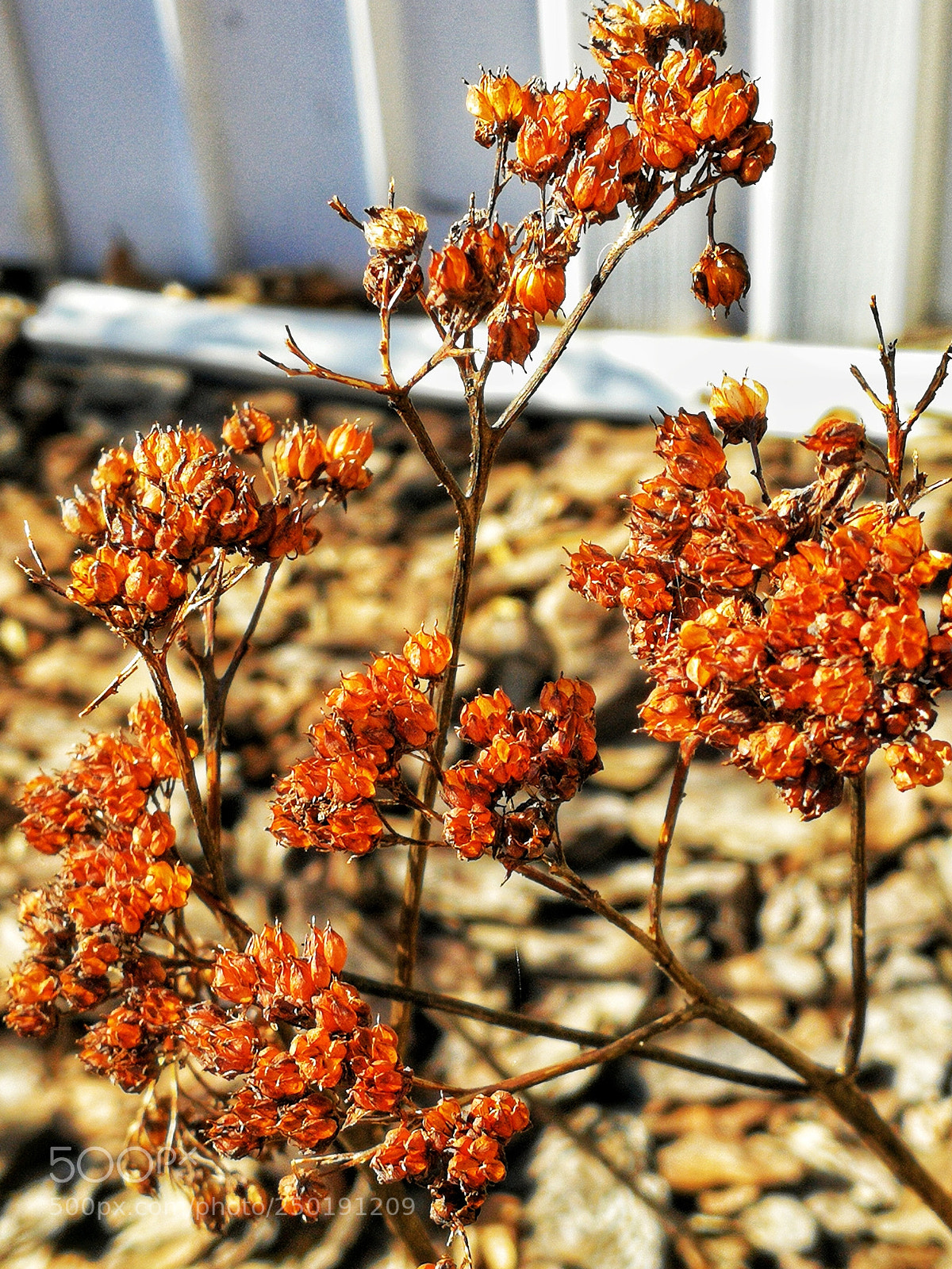 HUAWEI P10 sample photo. Spent sedum in the photography