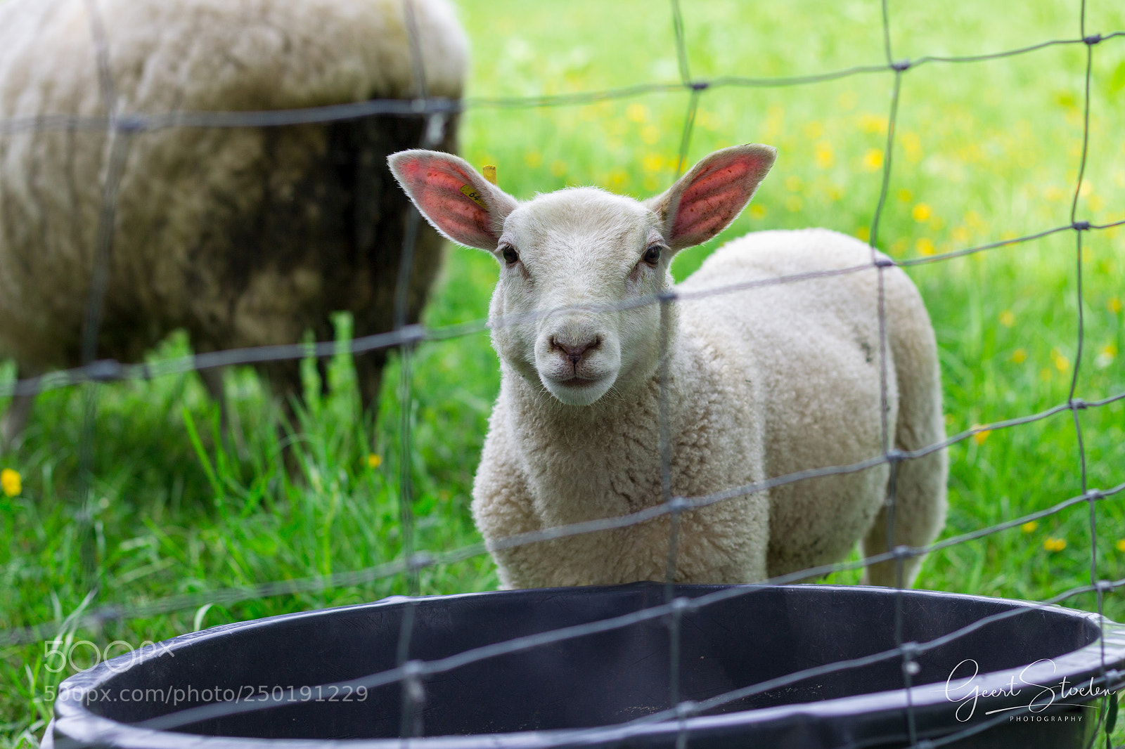 Canon EOS 60D sample photo. Interested sheep photography