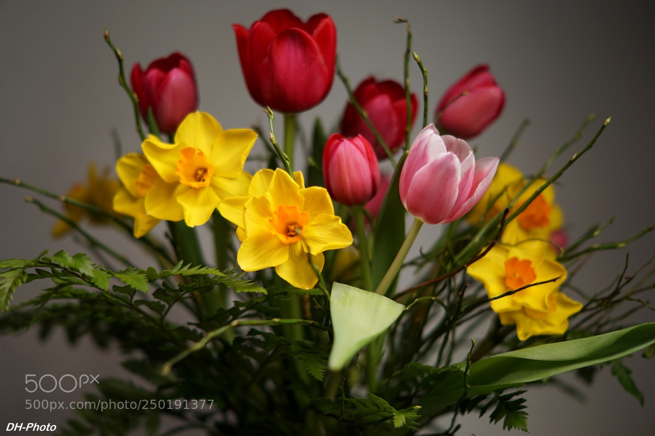Sony ILCA-77M2 sample photo. Spring flowers photography
