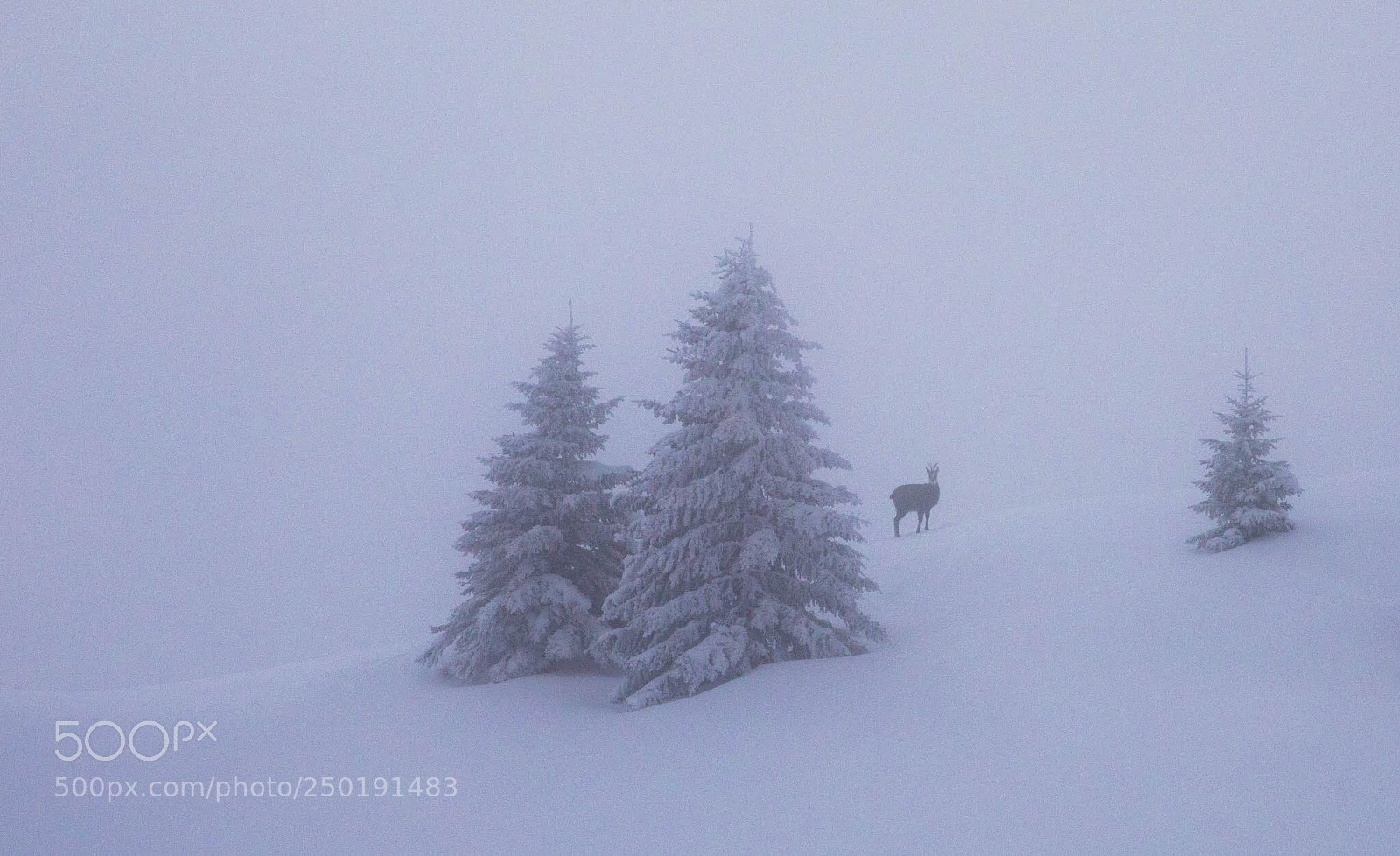 Canon EOS 5D Mark IV sample photo. Meeting in the fog photography