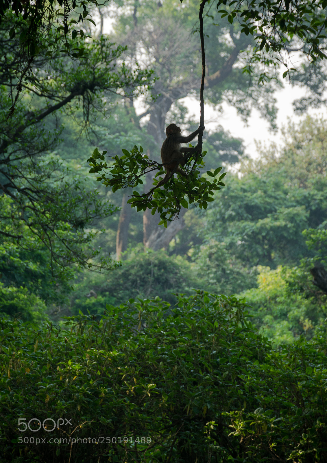 Nikon D5300 sample photo. Planet of apes photography