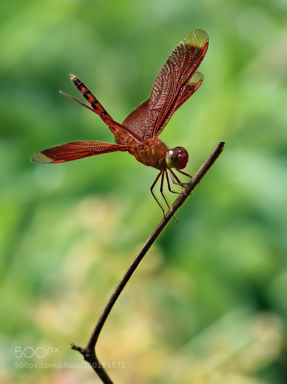 Canon EOS 700D (EOS Rebel T5i / EOS Kiss X7i) sample photo. Dragonfly photography