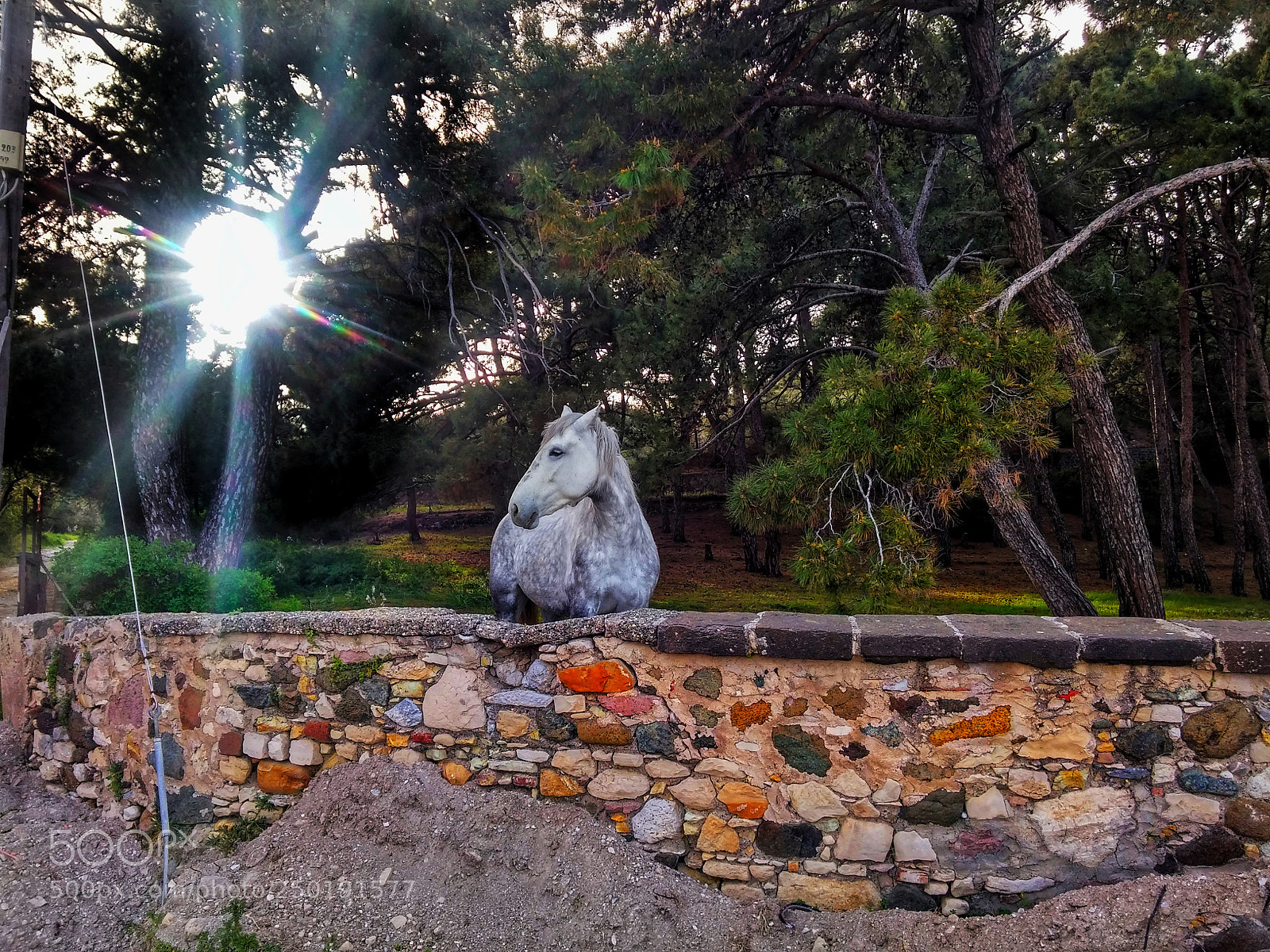 LG G3 sample photo. The beauty photography