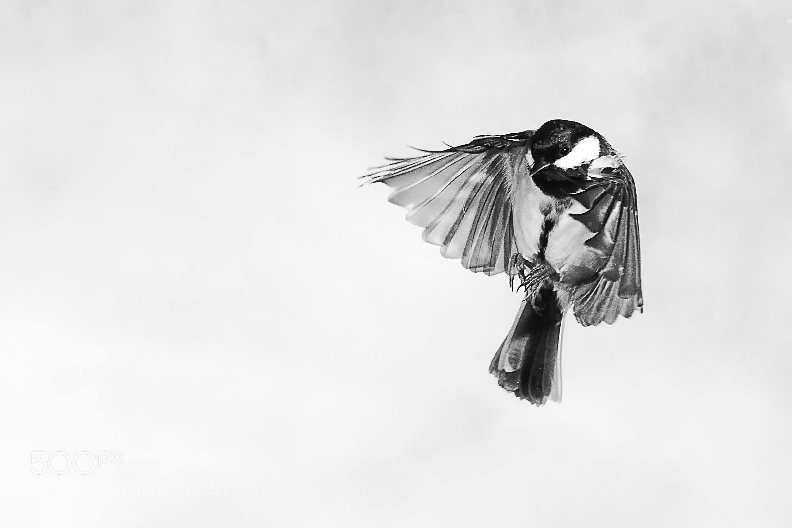 Nikon D7100 sample photo. Great tit in black photography
