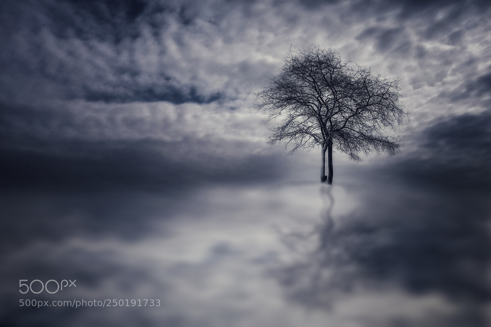 Nikon D3300 sample photo. Tree photography