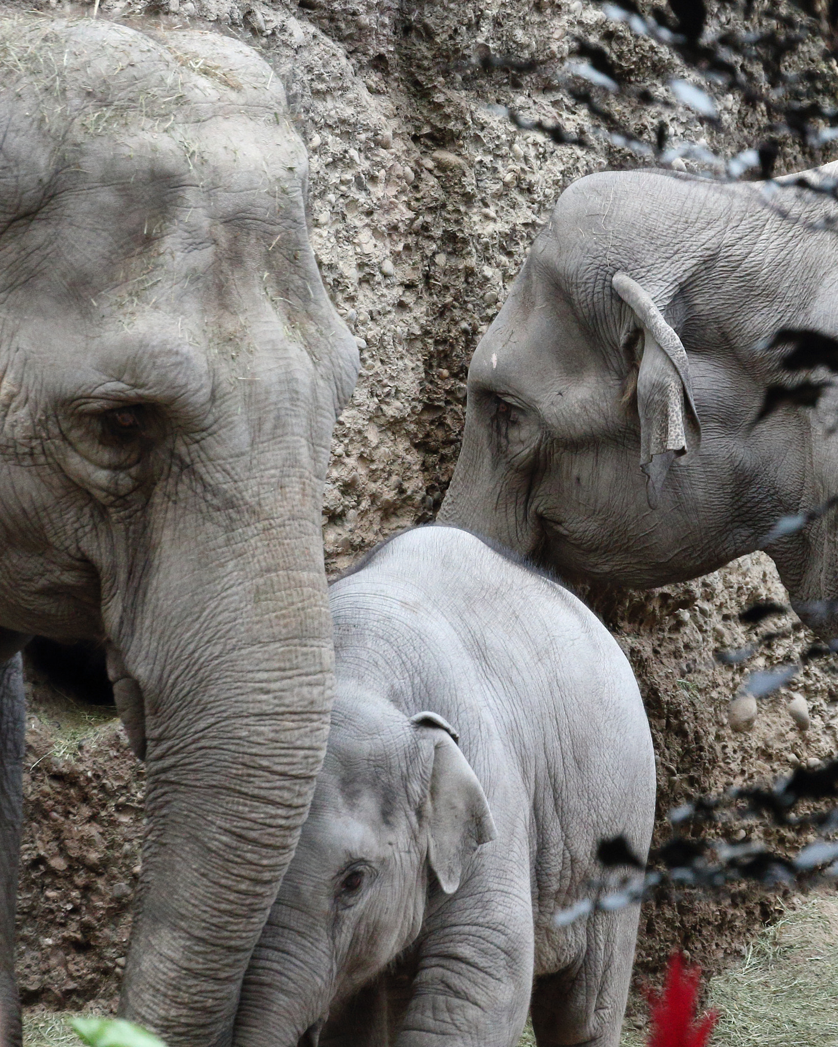 Canon EOS 1200D (EOS Rebel T5 / EOS Kiss X70 / EOS Hi) sample photo. Elephant family photography