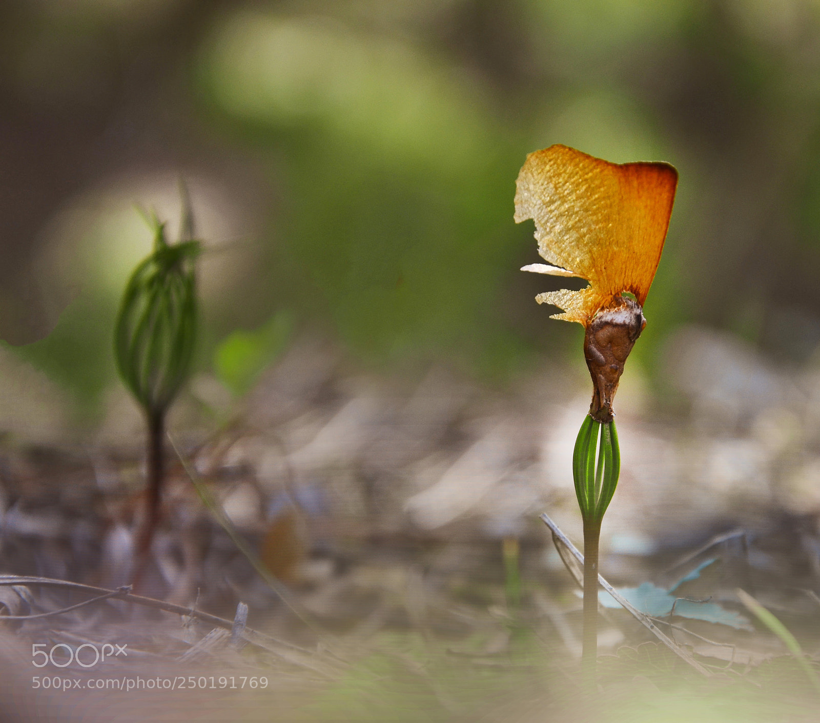 Nikon D7000 sample photo. Sprouted cedar seed photography