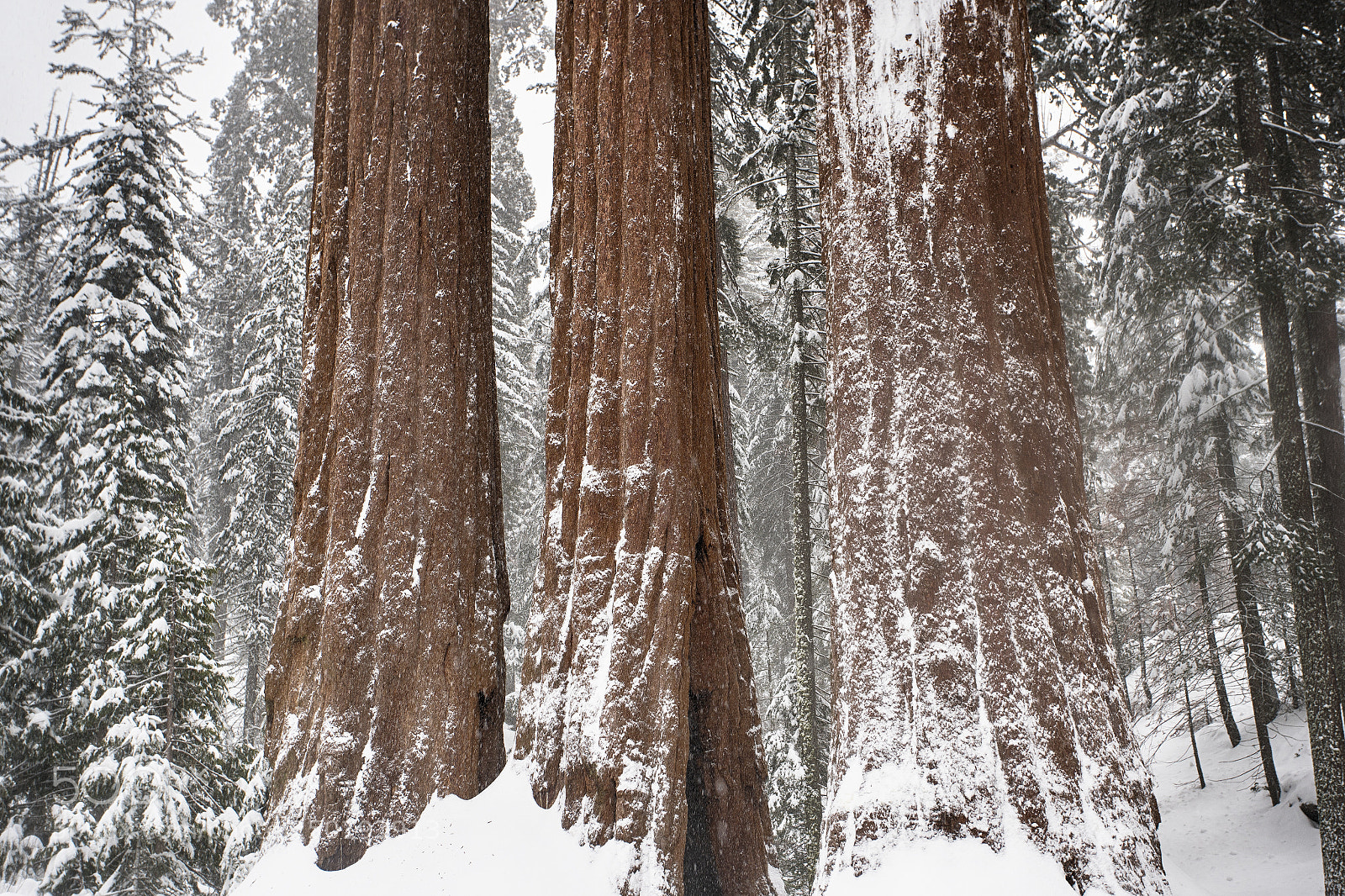 Canon EOS-1D X Mark II sample photo. Treasured lands kings canyon photography