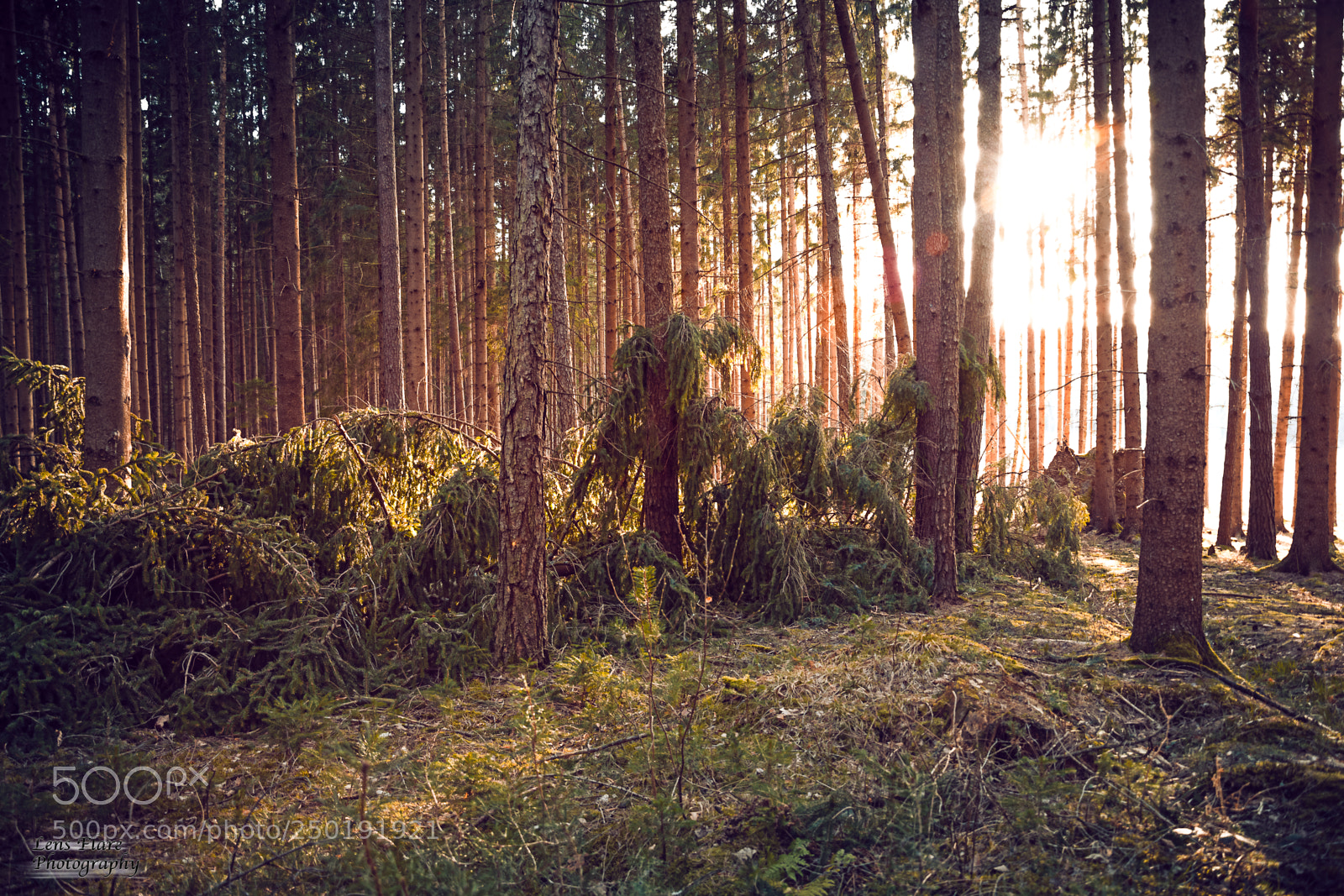 Nikon D3300 sample photo. Im wald photography