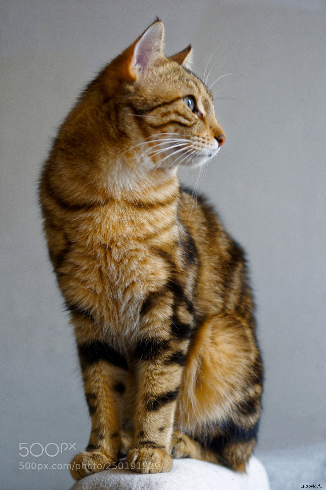 Sony Alpha DSLR-A700 sample photo. "noisette" photography